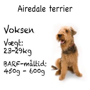 Airedale_terrier2