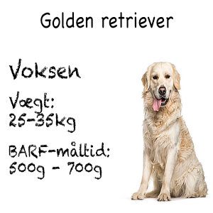 Goldenretriever2
