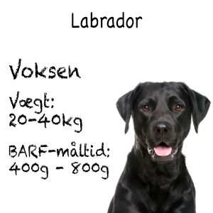 Labrador