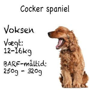 cockerspaniel2