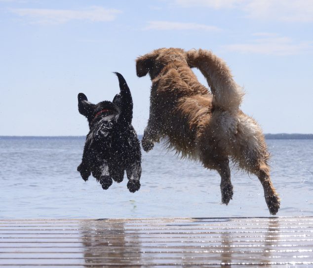 dock jumping buddies